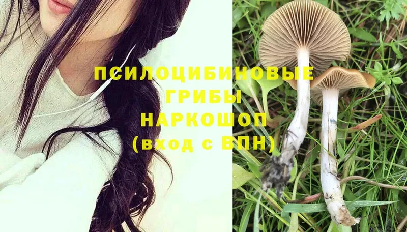 как найти   Кинель  Псилоцибиновые грибы Magic Shrooms 